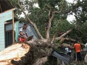 Lagi, Pohon Tumbang Timpa Rumah Warga