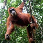 Orangutan yang Dibakar Warga akan Direlokasi