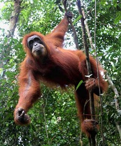 Orangutan yang Dibakar Warga akan Direlokasi