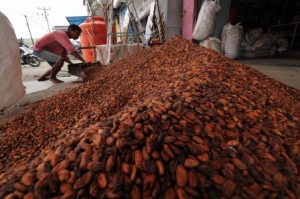 Petani Kakao di Pidie Butuh Pendampingan