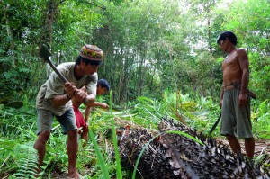 Pemkab Aceh Sosialiasi Sagu sebagai Pengganti Beras