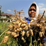 Kacang Tanah Akan jadi Produk Unggulan Aceh Barat