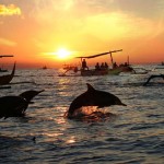 Lovina sunrise dolphin (galeriwisata.wordpress.com)