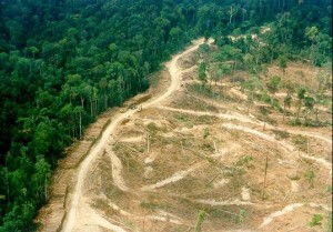 Petisi Selamatkan Hutan Lindung Aceh Tembus 20 Ribu Pendukung