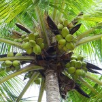 Tukang RBT Temui Ajal di Pohon Kelapa