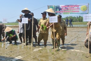 Di Abdya Tanam Serentak Dimulai Januari