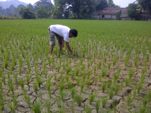 Sawah Kering, Bupati Abdya Sibuk Plesiran