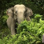 Diinjak Gajah Liar Petani Gayo Nyaris Tewas