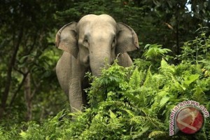 Diinjak Gajah Liar Petani Gayo Nyaris Tewas