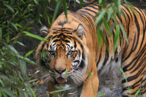 Harimau Mangsa Ternak, Warga Jantho Resah