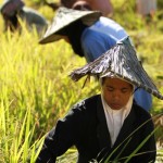 Komoditas Unggulan Prioritas Musrenbang Abdya