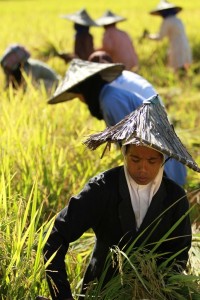 Komoditas Unggulan Prioritas Musrenbang Abdya