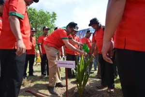 Produksi Kelapa di Aceh Menurun