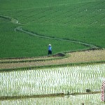 Pemerintah Aceh Prioritaskan Pembangunan Pertanian