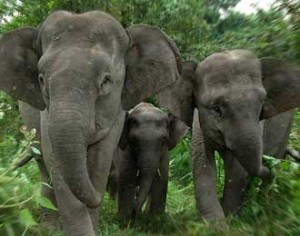 Gajah Rusak Kebun Warga Bireuen, Dinas Terkait Dinilai Impoten