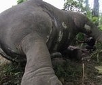 Gajah Mati Di Aceh Jaya, Warga Curigai Mafia Gading