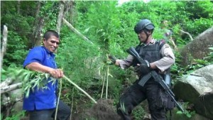 BNNK Aceh Selatan Temukan Ladang Ganja di Bakongan Timur