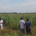 Petani Jagung Trumon Serba Kekurangan