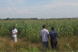 Petani Jagung Trumon Serba Kekurangan