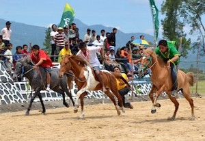 59 Kuda Gayo Lues Ikut Pacuan Kuda HUT Kabupaten Bener Meriah