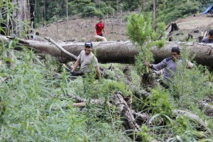 Polisi Gayo Lues ‘Panen’ Belasan Ribu Batang Ganja