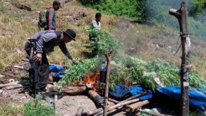 Hanya Pakai CD, Tiga Petani Ganja  Lolos dari Kejaran Polisi