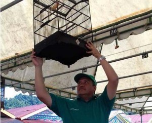 Lomba Kicau Burung