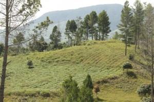 Petani Jagung di Gayo Lues Beralih Tanam Sere