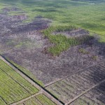 Kerusakan hutan gambut Tripa