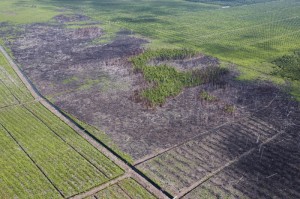 Kerusakan hutan gambut Tripa