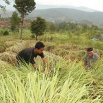 kebun serai wangi gayo