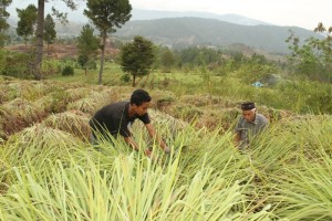 kebun serai wangi gayo