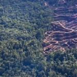 Perambahan hutan di Nagan Raya