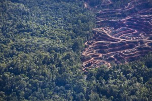 Perambahan hutan di Nagan Raya