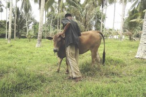 Seorang peternak sapi memantau kesehatan sapinya.