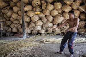 Penyortiran rotan mentah untuk pengawetan (PM/Oviyandi Emnur)