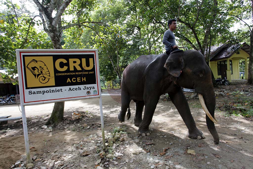 Patroli Gajah Conservation Response Unit (CRU) Sampoiniet. (PM/Oviyandi Emnur)