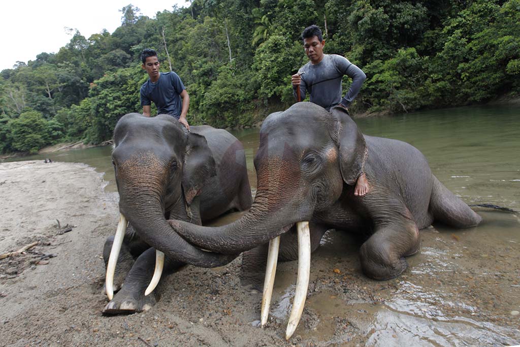 Patroli Gajah Conservation Response Unit (CRU) Sampoiniet. (PM/Oviyandi Emnur)