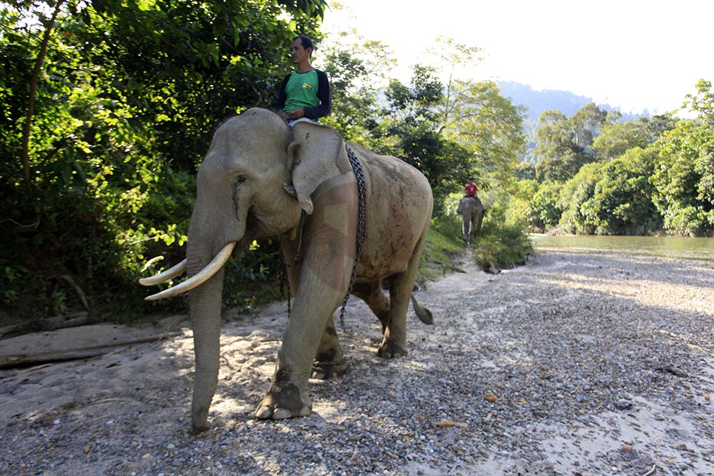 Patroli Gajah Conservation Response Unit (CRU) Sampoiniet. (PM/Oviyandi Emnur)