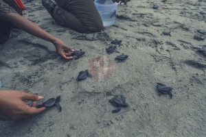 Masyarakat pelestari lingkungan Aroen Meubanja di Aceh Jaya melepas 149 tukik ke laut lepas pada 28 Januari 2016 di tepi Pantai Panga. (PM/Oviyandi Emnur)