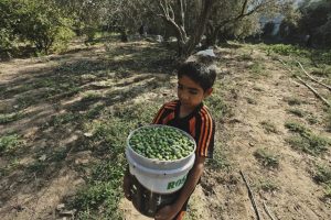 Panen buah zaitun di Gaza.