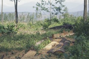 Penebangan pohon pinus di untuk dijadikan kayu olahan. (Pikiran Merdeka/Pozan Matang)Penebangan pohon pinus di untuk dijadikan kayu olahan. (Pikiran Merdeka/Pozan Matang)