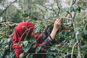 Seorang gadis memetik kopi merah di perkebunan kopi Arabika Bener Meriah. (Foto www.freebiespic.com)