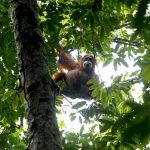 Peran Perempuan dalam Penyelamatan Ekosistem Leuser