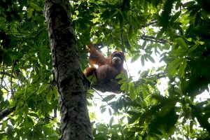 Peran Perempuan dalam Penyelamatan Ekosistem Leuser