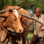 Kementan: Populasi Sapi Aceh Terbesar Kedua di Indonesia