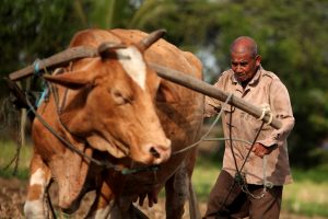 Kementan: Populasi Sapi Aceh Terbesar Kedua di Indonesia