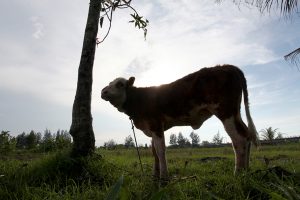 Aceh Barat Tingkatkan Populasi Ternak lewat Inseminasi Buatan