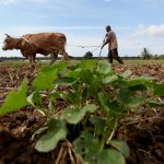 Membajak Secara Tradisional