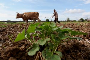 Membajak Secara Tradisional